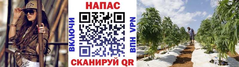 Марихуана конопля  Ачхой-Мартан 